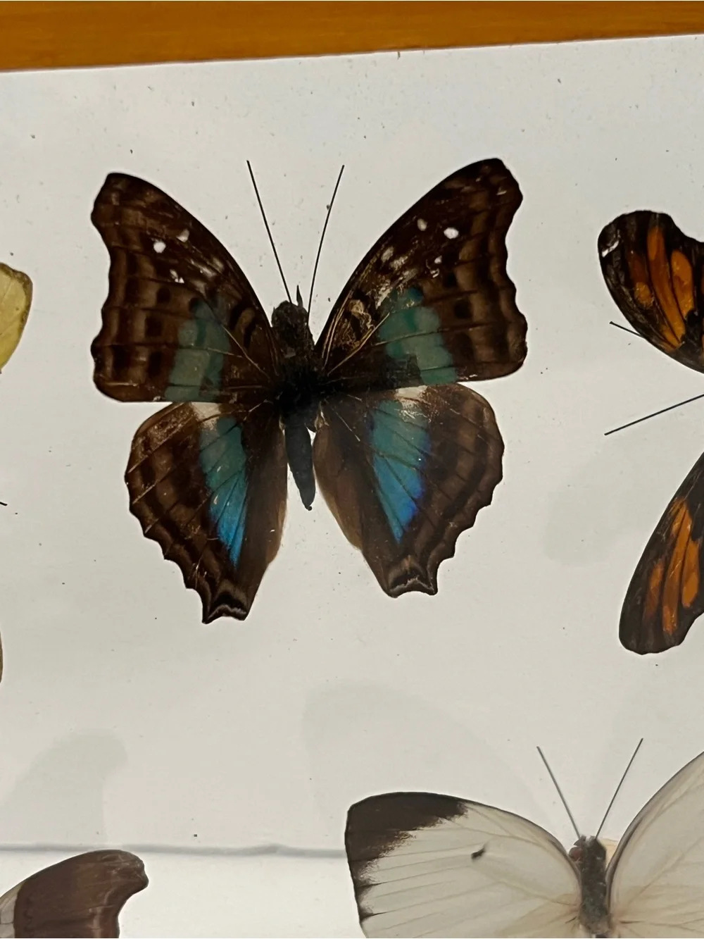 Rare 5 Real Butterflies in Wooden Box Between Glasses Wall Hanging 7.75”-6.75”